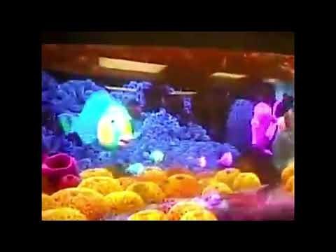 Finding Nemo (2003) SpongeBeds Scene (2005 Quality￼ Edition)