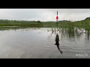 Shell Cracker / Red ear on Santee Cooper
