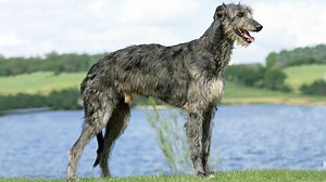 All about deerhounds – and why you’ll want to take one home