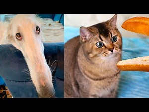 Long nose dog and kitten Kiki! Borzoi Dog Meme (Let Me do it for you)