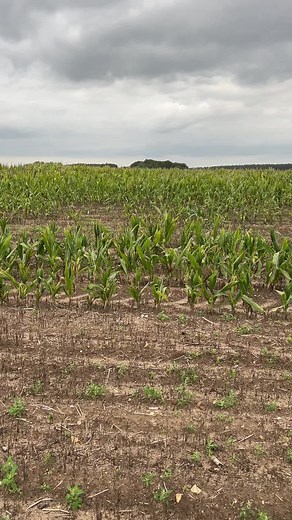 Combine Harvester Operating in Young Cornfield