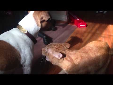 Terrier vs. Cat