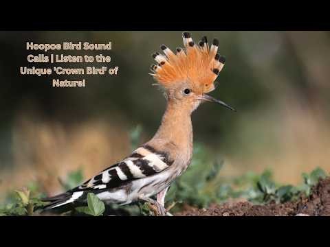 Hoopoe Bird Sound Calls | Listen to the Unique 'Crown Bird' of Nature!