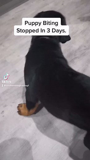 Puppy Biting Stopped In 3 Days #puppy #rottweiler #rotties | german rottweiler