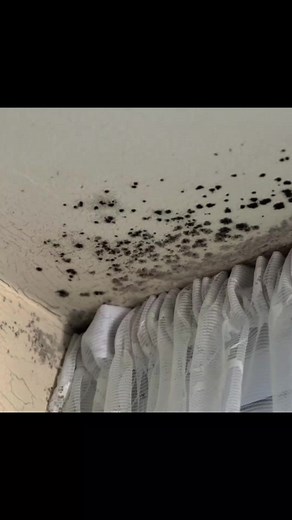 The Impact of Mold and Its Dangers