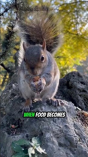 Why Do Squirrels Bury Nuts? 🐿️