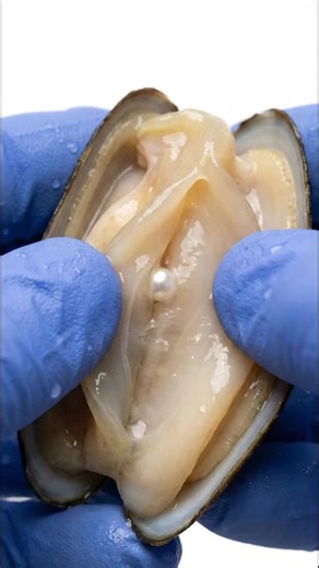 #asmr #oysters #oysteropening #pearlgaga#satisfyingvideo