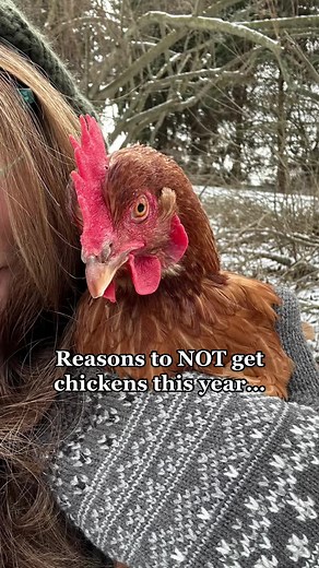 2023 Chicken Season: What You Need to Know!