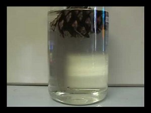 Pinecone In Water Closing Experiment - Time Lapse