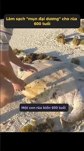 Giải cứu rùa biển 600 tuổi #tangtuvien #shorts