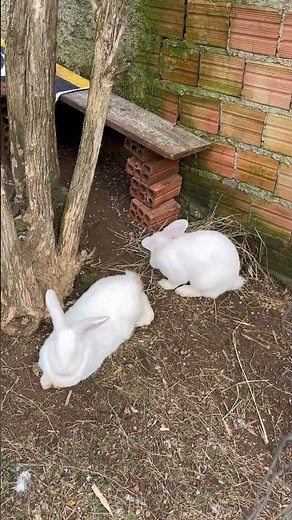 Happy rabbit #rabbit #pets #bunny #motivacional