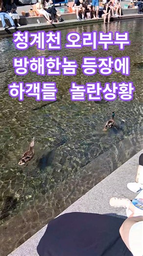 청계천 신혼부부 오리에게 돌발상황#여행#서울#귀여운#외국인반응