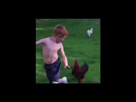 Funny Chickens Chasing People Video Complilation