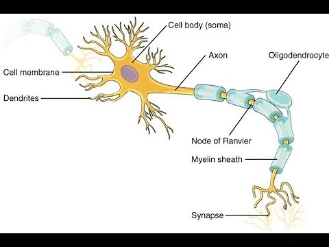 Structure of Neurons, Part 1 neuronal Signaling
