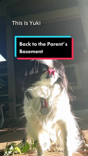 Back to the Parent’s Basement with My Japanese Chin