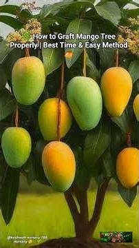 🌿 How to Graft Mango Tree Properly | Best Time & Easy Method 🥭 #shorts