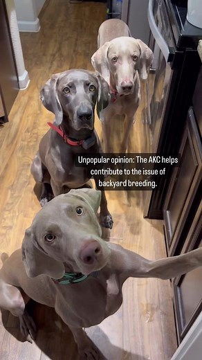 Understanding AKC Registration and Backyard Breeders in the Dog Community