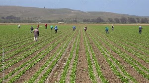 Migrant Mexican and hispanic farm workers labor in agricultural fields picking crops vegetables suggests immigration and hard work.