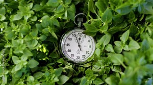 Chromed retro stopwatch counts down time to deadline of business processes. vintage stopwatch in basil leaves goes forward, second hand move, time is run. End of countdown or start of new minute.