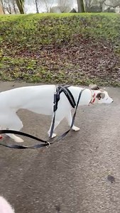 Bandit has arrived and has already been out exploring. His foster mum says he’s perfect to walk — an absolute plodder who puts in no effort at all! 🤣 www.kentgreyhoundrescue.com #greyhounds #greyhoundrescue #greyhoundsofinstagram | Kent Greyhound Rescue