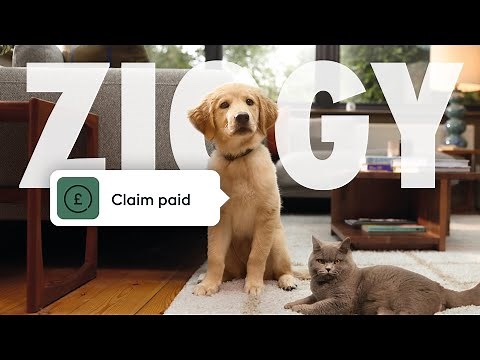 Here if you need us, here if you don't - ManyPets TV Advert 2024