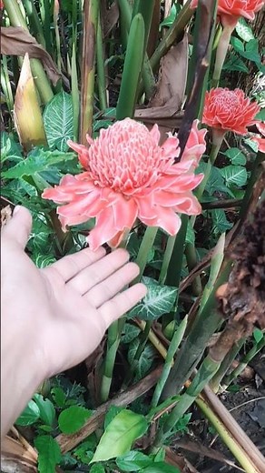 torch ginger(Etlingera elatior)