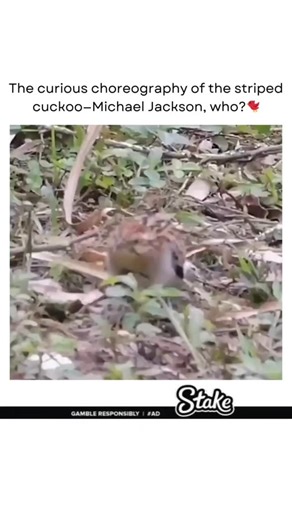 Amazing Facts on Instagram: "🕺 The *curious choreography* of the striped cuckoo! Move over, Michael Jackson—this bird’s dance moves are pure nature’s groove. 🐦✨ Watch and be amazed! #NatureDanceOff #StripedCuckoo #NatureDance #BirdLovers #WildlifeFacts #NatureIsAmazing #DanceLikeNoOneIsWatching #BirdWatching #ViralReels #NatureMagic #AnimalBehavior #WildlifeWonder #NatureVibes #BirdDance #ExploreNature #StayWild 🐦🎶"