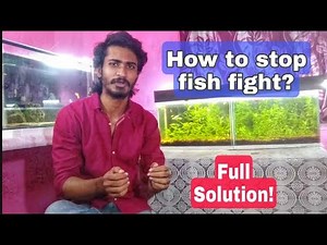 Why aquarium fish fight? How to stop fish fight in aquarium? Must watch#aggressive #monsterfish
