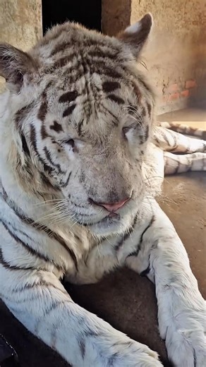 Tiger Roar #tiger #roar #viral #wild #force | Tiger Clash