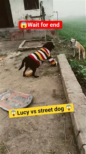 😱Labrador vs Street Dog😱 Attack | Shocking Fight Caught on Camera #labrador #youtube #shorts