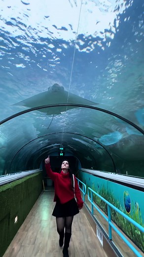 A Day in the Ocean: Exploring the Fascinating World of Aquatic Animals