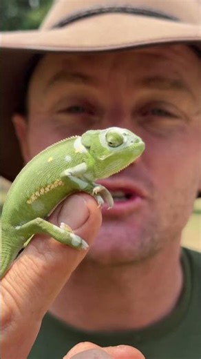 Look at this chameleon, there are over 200 different species of chameleons! 🇿🇼🌍