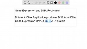 SOLVED:How is gene expression similar to DNA replication, and how is it different? Give at least one similarity and one difference.
