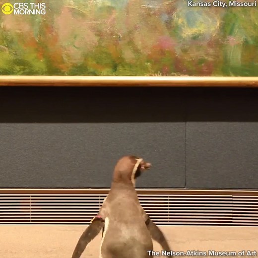 193K views · 902 reactions | Three lucky penguins from the Kansas City Zoo got a chance to tour the Nelson-Atkins Museum of Art in Kansas City, Missouri, taking in the exhibits while the space was closed due to the coronavirus pandemic. The executive director of the museum said the penguins “seemed to react much better to Caravaggio than to Monet.” | CBS Mornings | Facebook