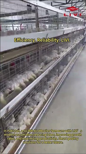 50000-Bird Broiler Farm In Pakistan With Livi Automatic Chicken Raising Equipment