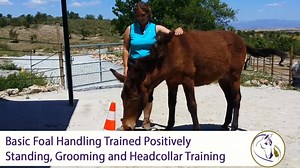 11K views · 91 reactions | *sound on* Giving your foal the best...