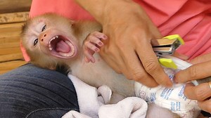 247K views · 10K reactions | WOW! Baby Lion Open Big Mouth When Mom Wearing Diaper For Him | Monkey Kid | Facebook