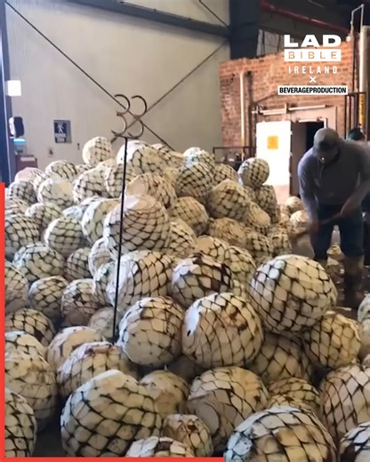 3.7M views · 28K reactions | This is how tequila is made  | LADbible Ireland | Facebook