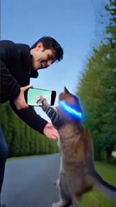 halloween pets toys offer #petscare