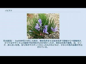 バビアナ