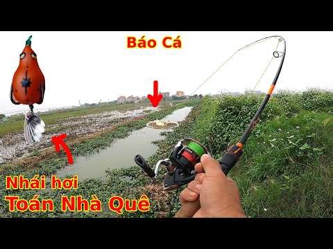 The first time trying frog lure fishing by Toán Nhà Quê, and the result...