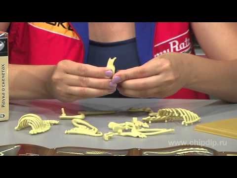 Visual Aid (Skeleton of Rabbit)