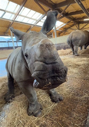 Mick cam 📹 🦏 Sadly all five remaining rhino species are at risk in the wild, but through ZSL we’re working in the field with black and greater one-horned rhinos to recover their populations. Our breeding record programme for white rhinos like Mick is the best record of any European zoo, with more than 50 births since the 1960s 💪 Once Mick is ready he’ll be joining the of the rest of the herd in the paddocks 🦏 #rhino #WhipsnadeZoo