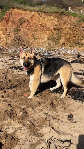 Leia might be related to toothless the way she be drawing | drawing