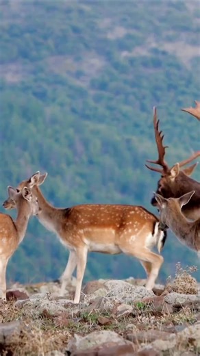 White-Tailed Deer Rut Season: An Unbelievable Sight