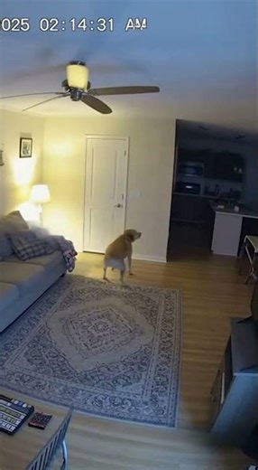 STOP Underestimating The Power Of Animals In Emergency Situations