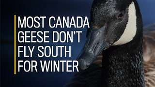 In defence of the Canada goose, the pooping, honking bird everyone loves to hate