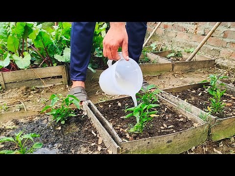 Revolutionize Your Garden with This Simple Yeast Fertilizer | Natural Growth Solution for All Plants