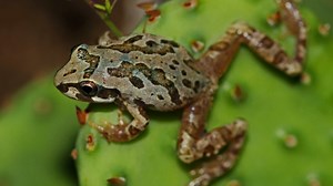 Singing Frogs Are Music to Our Ears, And a Positive Sign of Habitat Restoration