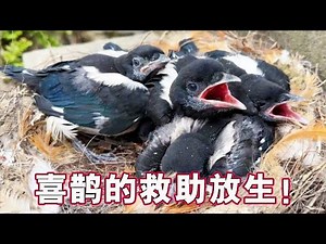 The complete rescue process of 5 magpies